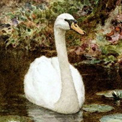 A realistic painting of a swan.